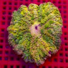 Image result for Polyspatha