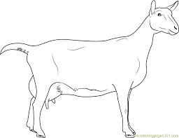 Collection of goat pictures to color (47). Saanen Breeds Of Goat Coloring Page For Kids Free Goat Printable Coloring Pages Online For Kids Coloringpages101 Com Coloring Pages For Kids