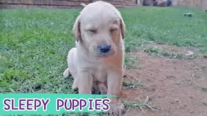 Watch this cute compilation made from your videos. Adorable Puppies Falling Asleep Too Much Cuteness Compilation Happy Dose Video Youtube