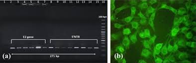 Fonseca gmbh asub kohas magstadt. Investigation Of Congenital Tremor Associated With Classical Swine Fever Virus Genotype 2 2 In An Organized Pig Farm In North Eastern India Springerlink