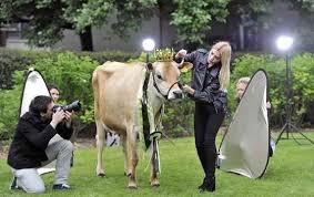صور ملكة جمال البقر 2013 Animal Memes Animals Cow Pictures