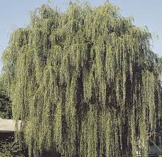 Salix alba tristis wikipedia : How Big Will A Weeping Willow Get