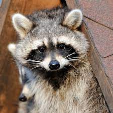Niagara pest control is the leading pest control and removal service provider in niagara falls and surrounding areas. Wildlife Removal St Catharines Pest Control