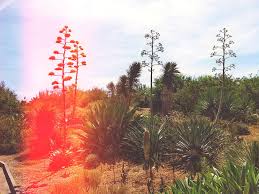 Beiträge über botanischer garten barcelona von erwinphotos. Ruheoase Uber Barcelona Der Botanische Garten Travelpurrfect De