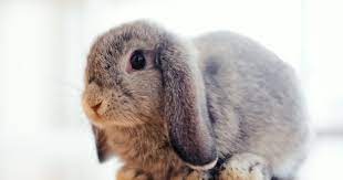 The holland lop rabbit is arguably one of the most adorable rabbit breeds there is. Holland Lop Care Color Facts On The Netherlands Tiny Friend