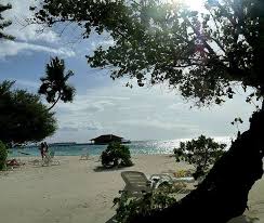 It tolerates alkaline soils with ph 8 and acid soils with ph 4.5 or higher. Maldives Resort Islands Are Planted With A Variety Of Trees Including The National Tree The Coconut Palm As We Maldives Resort Maldives Tour Island Resort