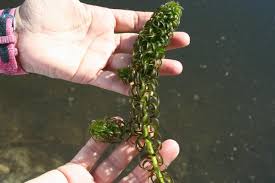 Image result for Lagarosiphon major