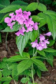 Image result for Cardamine