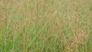 Image result for Fimbristylis quinquangularis