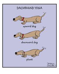 Pin On Doxie Graphics