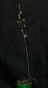 Image result for Oeceoclades decaryana