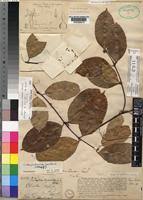 Image result for Clitandra cymulosa