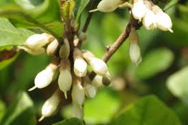 Image result for Synsepalum cerasiferum