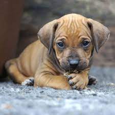 Rhodesian Ridgeback Puppy Pictures Yes Please Rhodesian Ridgeback Puppies Puppy Pictures Puppy Photos
