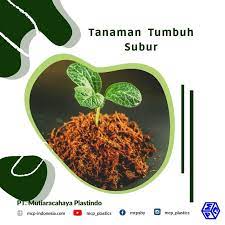 Anda bisa mendapatkan bibit tersebut di toko tanaman ataupun toko pertanian. Syarat Memilih Benih Dari Biji Pt Mutiaracahaya Plastindo