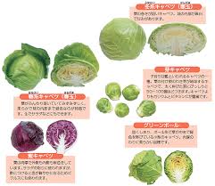 キャベツ 甘藍 産地 野菜 栄養 機能性 調理