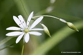 Image result for Stellaria sennii