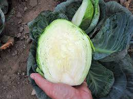 Image result for hlávková kapusta