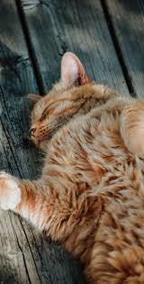 Beautiful Cat Wallpapers Vol 01 Cute Cat Wallpaper Cat Background Cat Wallpaper