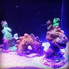 These durable and trendy fake coral reef on the site are accessible in distinct varieties and can be used at homes, restaurants, and hotels as a part of their interior decor. Unique Reef Aquarium Decor Let S See It Page 4 Reef2reef Saltwater And Reef Aquarium Forum