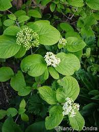 Gorgeous Golden Shrubs Part 1 Outdoor Flowers Shrubs Plant Leaves