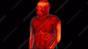 Below are the muscles in the torso and on the back that you need to be aware of. Female Torso Muscle Anatomy Stock Video Clip K007 7416 Science Photo Library