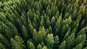 They provide wood for building and pulp for making paper. Buy Trees And Learn About Trees Visit Our Online Nursery