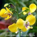 Image result for Eulophia coeloglossa