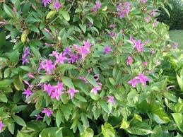 According to the university of florida ifas. Purple Flowering Shrub Id