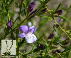 Welcome to the famous dave's garden website. Summertime Blue Emu Bush Eremophila X Summertime Blue Civano Nursery Tucson Plant Nursery