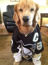 While we do occasionally get pups aged 8 to 12 weeks or. Ali On Twitter Pittsburgh Penguins Hockey Hockey Fights Pittsburgh Penguins