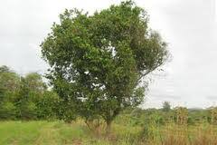 Image result for Bridelia micrantha