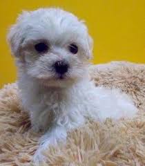 It is packed with restaurants, bars, clubs, boutiques, art galleries and other fine businesses. Aero Gorgeous Maltapoo Puppy For Sale In Jacksonville Fl Puppies For Sale Puppies Cute Puppies
