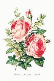 Download Premium Illustration Of Vintage Flower Bouquet Mockup 2098481 Vintage Flowers Flower Illustration Language Of Flowers