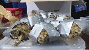 Cute endangered animals in the philippines. Manila Airport Finds 1 500 Live Turtles In Suitcases News Dw 04 03 2019