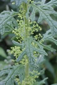 Image result for Dysphania schraderiana