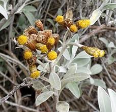 Image result for Helichrysum sulfureofuscum
