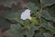 Image result for Datura ferox