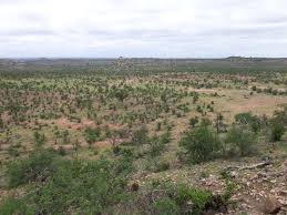 Image result for Schmidtia pappophoroides