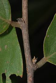 Image result for Bridelia mollis