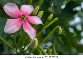 Image result for Combretum indicum