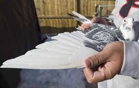 Spesies yang umumnya dikenal sebagai merpati adalah merpati karang liar yang umum digunakan di banyak kota. 12 Ciri Merpati Balap Yang Bagus Dan Selalu Juara Burungnya Com