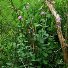 Image result for Talinum portulacifolium