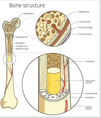 Long bones function to support the weight of the body and facilitate movement. Bones And Skeletal Tissues Scientist Cindy