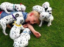 Look at pictures of puppies in texas who need a home. Dalmatian Puppies For Sale Manchester Nh 267321