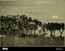 Image result for Aristida scabrivalvis