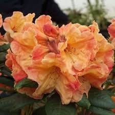 Pin By Regina Rollin Sonoma Landscape On Invernaderos Plants Farm Gardens Golden Flower