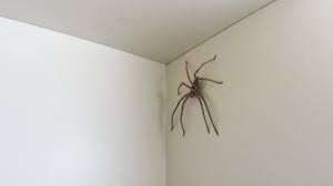Check spelling or type a new query. Massive House Spider In Japan 1 Huntsman Showdown Kiwi In Japan 014 Youtube