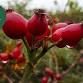 Foraging and Herbal Medicine event image