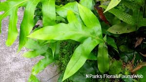 Image result for Microsorum scolopendria